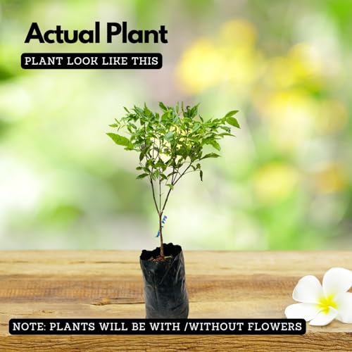 Image of Red Tecoma /Tikoma Flower Plant With Pot - For Garden Outdoor live Healthy Plant With Plastic Pot
