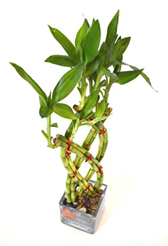 9Greenbox B8-ZBDP-JHG1 Live 8 Braided Lucky Bamboo Plant Arrangement W/Pebble & Vase thumb #1