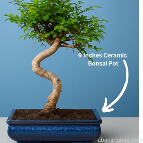 Image of Abana Homes 9-Year-Old Live Chinese Elm Bonsai Plant With Ceramic Pot | Easy To Maintain Unique Design Small Bonsai Tree for Indoor, Outdoor, Living Room, Office Desk, Balcony, Home Decor and Gifting