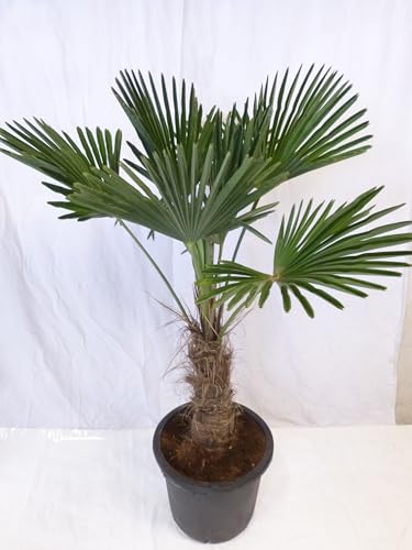 [Palmenlager] XL Trachycarpus wagnerianus - 150 cm - Stamm 40-50 cm - großer 38 cm Ø Topf - Wagner...