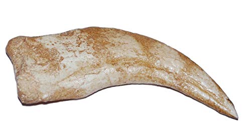 Fossils, Meteorites, & More Spinosaurus Dinosaur Hand Claw Cast (Replica - NOT Real Fossil) #10236 4o