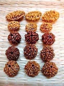 2, 3, 4, 5, 6 Mukhi Natural Rudraksha, Standard Size, Brown - Set of 20 Beads, 4 Pieces Each (B081K8F78K) Amazon Price History, Amazon Price Tracker