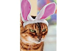 RSVP Angry Cat in Bunny Ears Funny : Humorous Easter Card