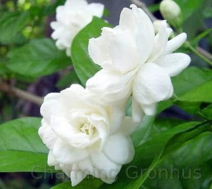 Charming Gronhus Live White Mogra/Jasminum sambac/Arabian Jasmine Flower Plant Evergreen Live Plant With Black Plastic Pot (B0CQTKRBZX) Amazon Price History, Amazon Price Tracker