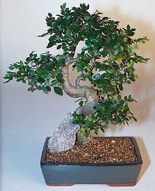 Ulmus Parvifolia Chinese Elm Bonsai Tree 14 Years Old 14' Tall Indoor