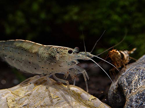Sehr Junge Amano Garnele - Caridina multidentata (Japonica), 10 Stück