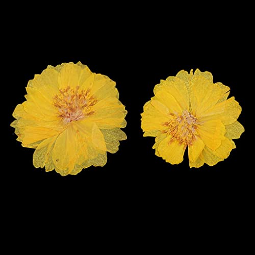 20 flores secas amarillas Coreopsis para decoración miniatura 2