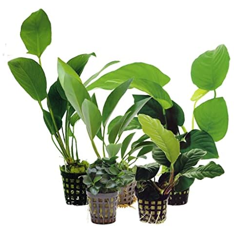 Anubias Mixed Cover