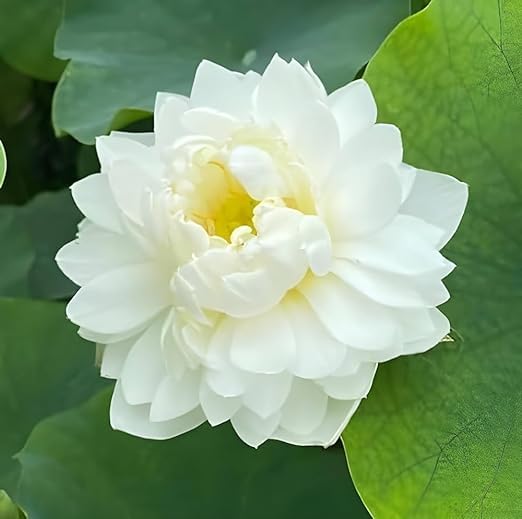 BeGrin All Season White Hybrid Lotus Live Plant Tuber Bulb Nelumbo nucifera Big Water Lily (TUBER) Orginal Variety Pack of 1 Healthy Tuber for Home Garden (B0D15JYGL5) Amazon Price History, Amazon Price Tracker