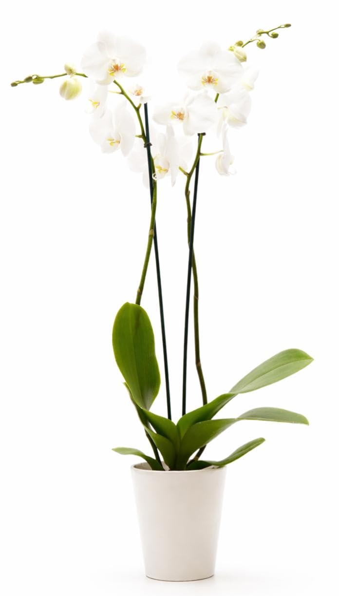 DecoBlooms White Orchid