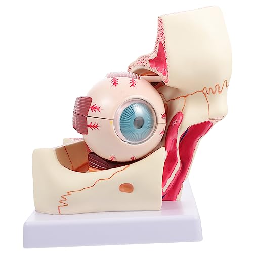 NAMOARLY PVC Medical Teaching Model Enlarged Eyeball Model Eyeball Anatomy Medical Eyeball Model