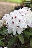Rhododendron Hybride 'Schneebukett' 40-50 cm – Winterhart, Immergrün, Mehrjährig – Rhododendron – Zierstrauch für Garten & Kübel