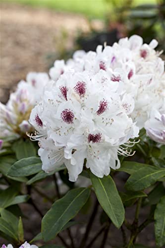 Rhododendron Hybride 'Schneebukett' 40-50 cm – Winterhart, Immergrün, Mehrjährig – Rhododendron – Zierstrauch für Garten & Kübel