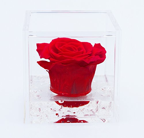 Flowercube Rosa 6X6 Colore Rosso PROFUMATA Rosa