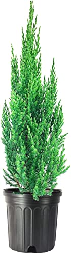 Blue Point Juniper | 1 Large Trade Gallon Size Plant | Juniperus Chinensis | Drought Tolerant...