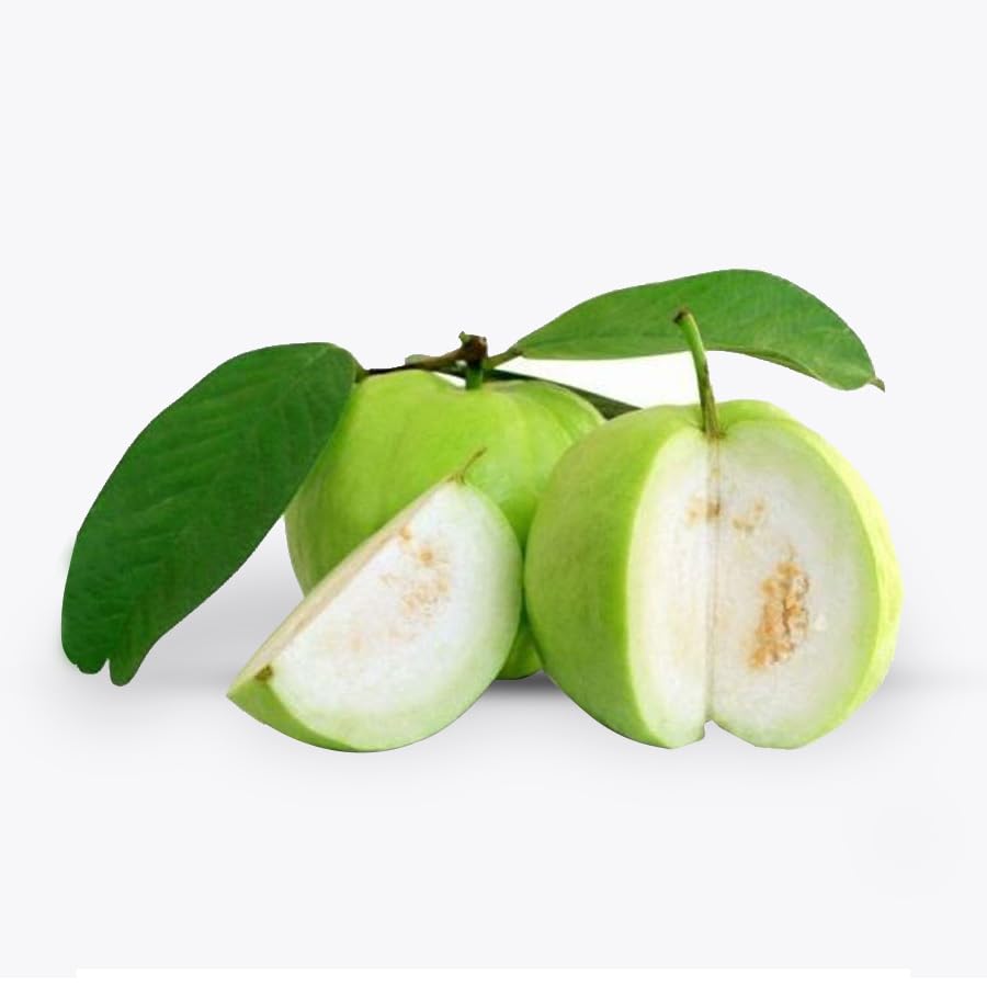 All Time Thai Guava Tree Plant Hybrid Grafted & VNR Guava Fruit Trees Plant Hybrid Grafted Combo (B0CK2M48W7) Amazon Price History, Amazon Price Tracker