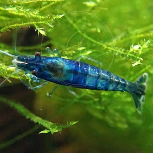 Image of Swimming Creatures Freshwater Aquarium Shrimp - A Perfect Combo to Brighten Your Aquarium! (20 Blue + 1 Mystery Snail) (Pomacea bridgesii)