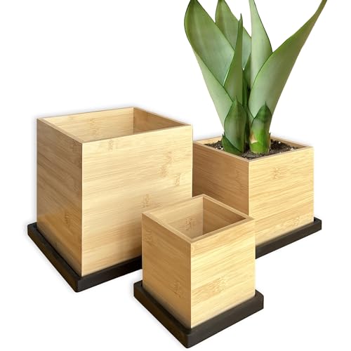 Bamboo Bliss The Best Pot for Your Bamboo Plants
