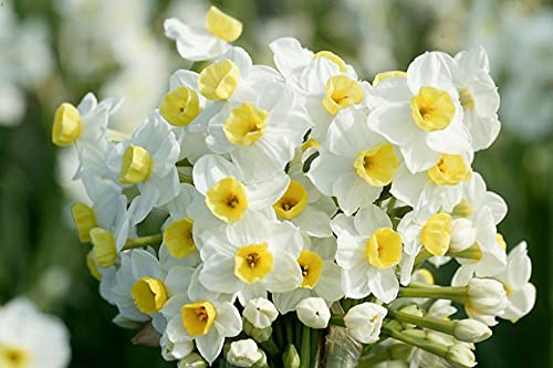 FernsFly® IMP. Narcissus | Daffodil Aromatic Flower Bulbs Winter Flower Home Pot/Land Gardening Bulbs Blooming planting (Pack of 5 Avalanche Narcissus | Daffodil) (B09BJWD897) Amazon Price History, Amazon Price Tracker