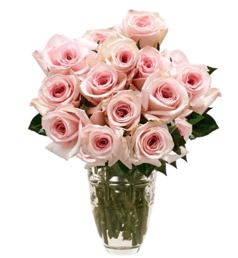 DECOALIVE   Ramo de Rosas   Set 25 Flores Rosa Claro   Bouquet de Flores Naturales   Flores Frescas Online