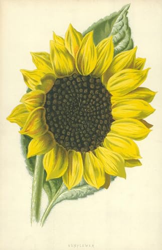Tableau Murale Tournesol Hulme Poster Art Animaux Décoration 60x90