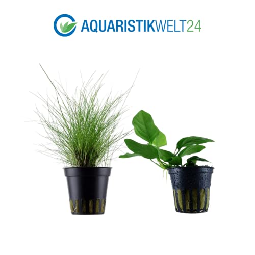 AquaOne Aquarium Pflanzen I 5X Wasserpflanzen I Einsteiger Aquarienpflanzen I Ehinodorus Hygrophila Cryptocoryne Eleocharis Anubias I Set mit 5 Aquariumpflanzen - Image 5