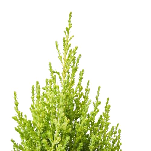 Ciprés Golden Natural Árbol Resistente de Clima Templado