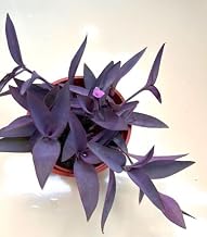 Tradescantia Palida Purple Heart or Purple Queen Wandering Jew in 12 cm Pot Approx 15 cm Pot
