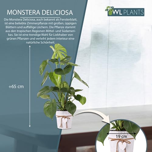 WL Plants Monstera Deliciosa Zimmerpflanze - Exotische Zimmerpflanzen - Topfpflanzen echt - Grünpflanzen Luftreinigend - Pflanzen Höhe +/- 65cm inkl. Deko-Eimer Ø19cm - Indoor plants – Bild 4