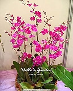 RIC 19: Rare Rainbow Tulips Seed Flowers Outdoor Plants Bonsai in Flowers for Flowers for Mini Garden Decor Easy to Grow 120 pc/Bag 19: Only Seeds