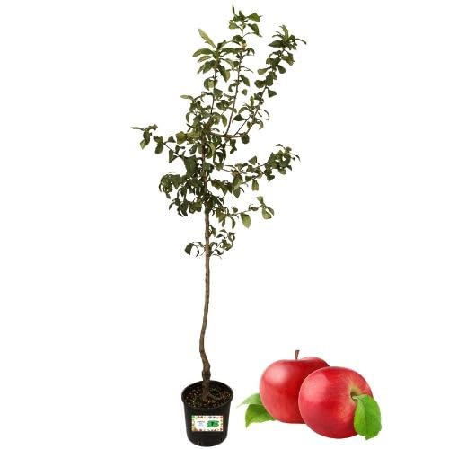 Piantine Da Orto P Melo Imperatore, Pianta in Vaso Diametro 22 cm, Pianta da Frutto in Vaso, Pianta Vera da Esterno, Giardino o Vaso in Terrazza, Vivaio Italiano