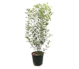Photinia fraseri 'Carré Rouge' | Arbusto natural Ornamental |Maceta M30 | Altura 80-100cm | Planta ideal para Jardines y Setos
