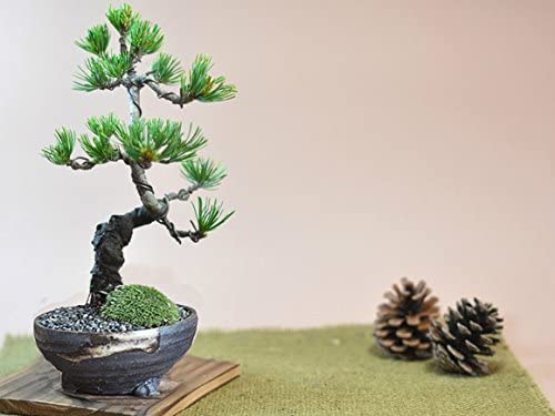 Amazon | 盆栽妙 四国五葉松 樹高約19cm 7点道具セット付 趣味 | 盆栽
