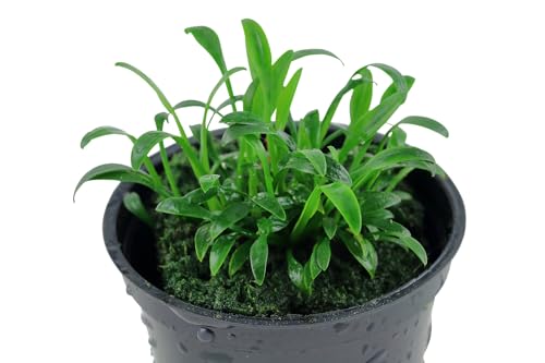 WASSERPFLANZEN WOLFF - Zwerg-Wasserkelch/Cryptocoryne parva | Die kleinste Bodendecker Cryptocoryne | Ideal für Nano-Aquarien und Vordergrund-Rasen