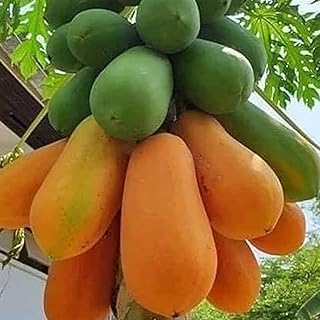 **BONSAI HOUSE** Taiwan Red Ledy Papaya Live Plant, Hybrid Tropic...