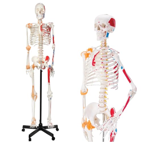 LABZIO 170cm Premium Human Skeleton Model,Anatomical Model with Spinal Nerves,Flexible Ligaments & Painted Muscles Showing Insertions & Origins,3-Part