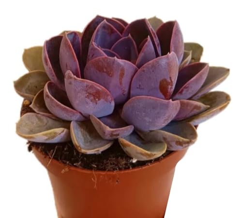 Planta natural Echeveria Perla Nuremberg, en maceta de 13 cm. Suculenta con rosetas de hojas gruesas, moradas y rosadas, muy decorativa. Segura Garden.