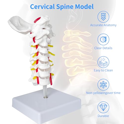 Image of SFXYJ Cervical Spine Model - Life Size Vertebral Spine with Vertebrae, Nerves, and Occipital Plate for Science Classroom Study, Display, Teaching, Medical Model