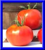 Marglobe tomato seeds! Hair comb. S/h see our deposit for 100 types of memorabilia!: Only Seeds
