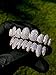 14k White Joker Gold Grillz for Hip Hop Mouth Grillz for Top & Bottom Set (8 Teeth)