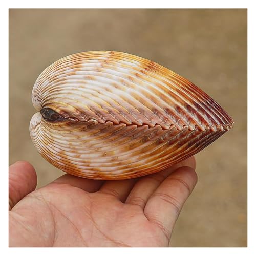 ApuaVireo&Co Conchas Grandes for decoración, Conchas Marinas Naturales Raras de 7 a 10 cm for Fiestas temáticas, decoración del hogar y peceras.(7~8cm)