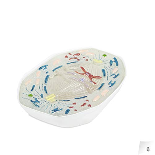 Image of Parco Scientific PB00136 Animal Meiosis 3D Model | 10 Stage Meiosis Demonstration | Biology Classroom Cell Division Display | Detailed Open Cell Organelles | Pieces Equipped with Stand | W Manual