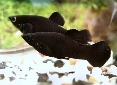 buy live molly fish online