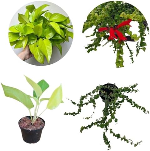 Kit Jiboia Verde Neon Planta Natural Columeia Crespa Dobrada
