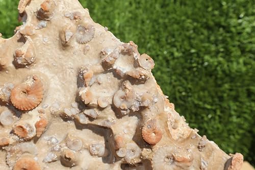 Image of Ammonites & Gastropods Plate Cretaceous Fossils Fossils from Morocco Fossil Rock ammonites Fossil from Morocco A117