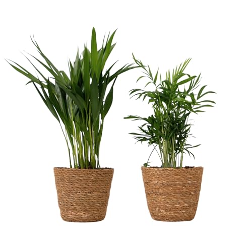 Due palme da interno compatte: l’elegante Areca e la resistente Chamaedorea. Entrambe purificano l’aria, richiedono poca cura e donano un tocco tropicale alla casa o all’ufficio. Cestini decorativi intrecciati inclusi.