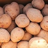 じゃがいも 10kg キタアカリ 無農薬栽培 岩手県産 訳あり ジャガイモ 北あかり 10キロ 青森期待の新人商店