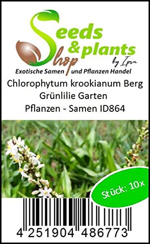 Stk - 10x Chlorophytum krookianum Berg Grünlilie Garten Pflanzen - Samen ID864 - Seeds Plants Shop Samenbank Pfullingen Patrik Ipsa - Image 5