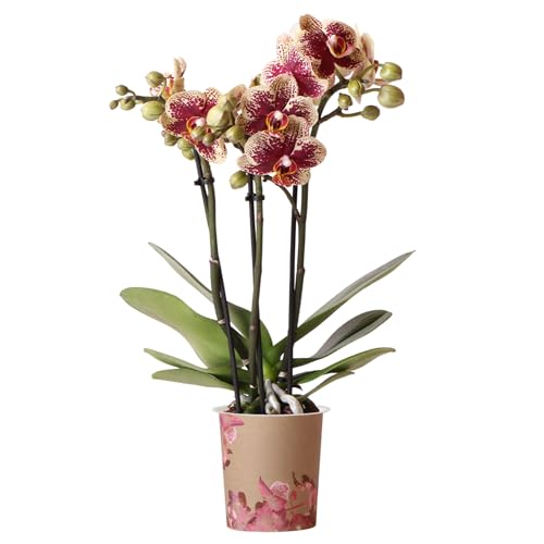 Orchid Phalaenopsis Spain - Moth Orchid - Real Indoor House Plant - Live Plant for Living Room, Bedroom, Office - Indoor Plants Decor (9cm Pot, 30-40cm)