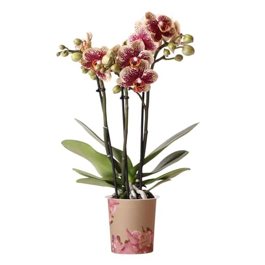 Orchid Phalaenopsis Spain - Moth Orchid - Real Indoor House Plant - Live Plant for Living Room, Bedroom, Office - Indoor Plants Decor (9cm Pot, 30-40cm)